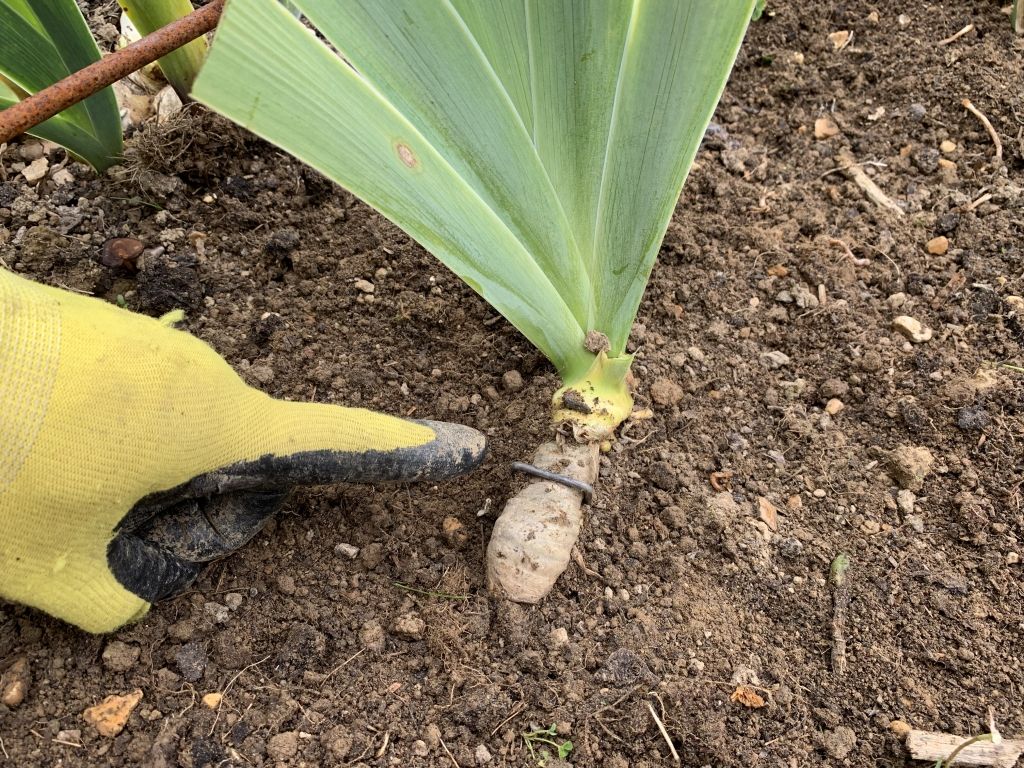 A newly divided and replanted rhizome.