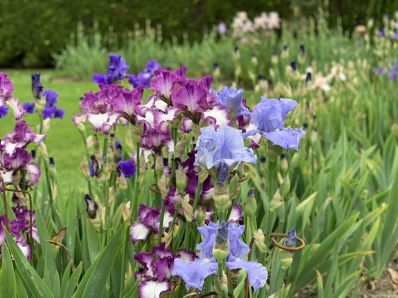 Best Bet Reblooming German Iris Plants