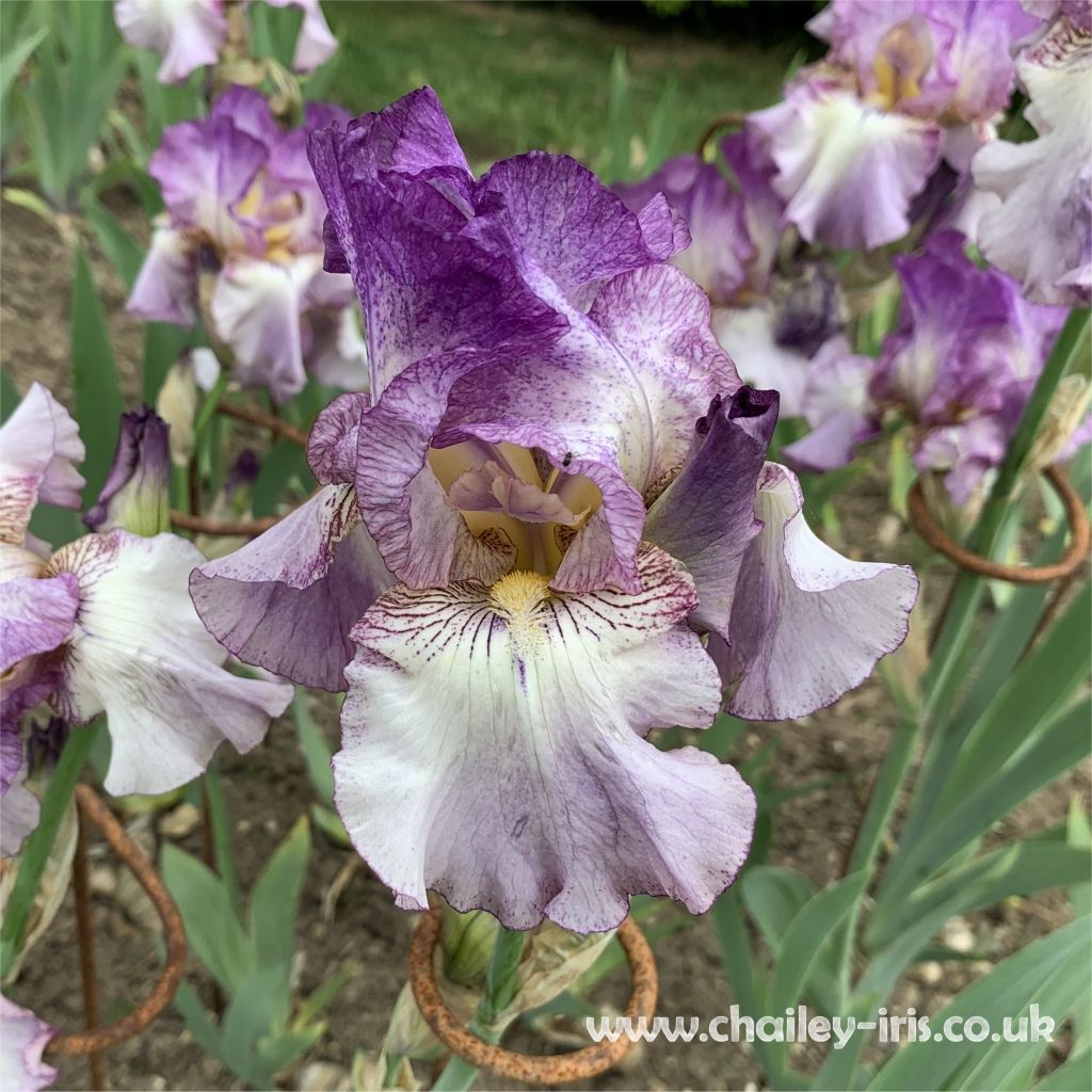 The different types of Bearded Iris flowers explained.....