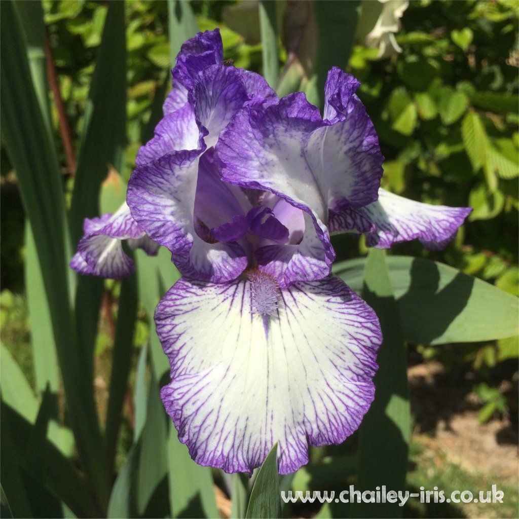 The different types of Bearded Iris flowers explained.....