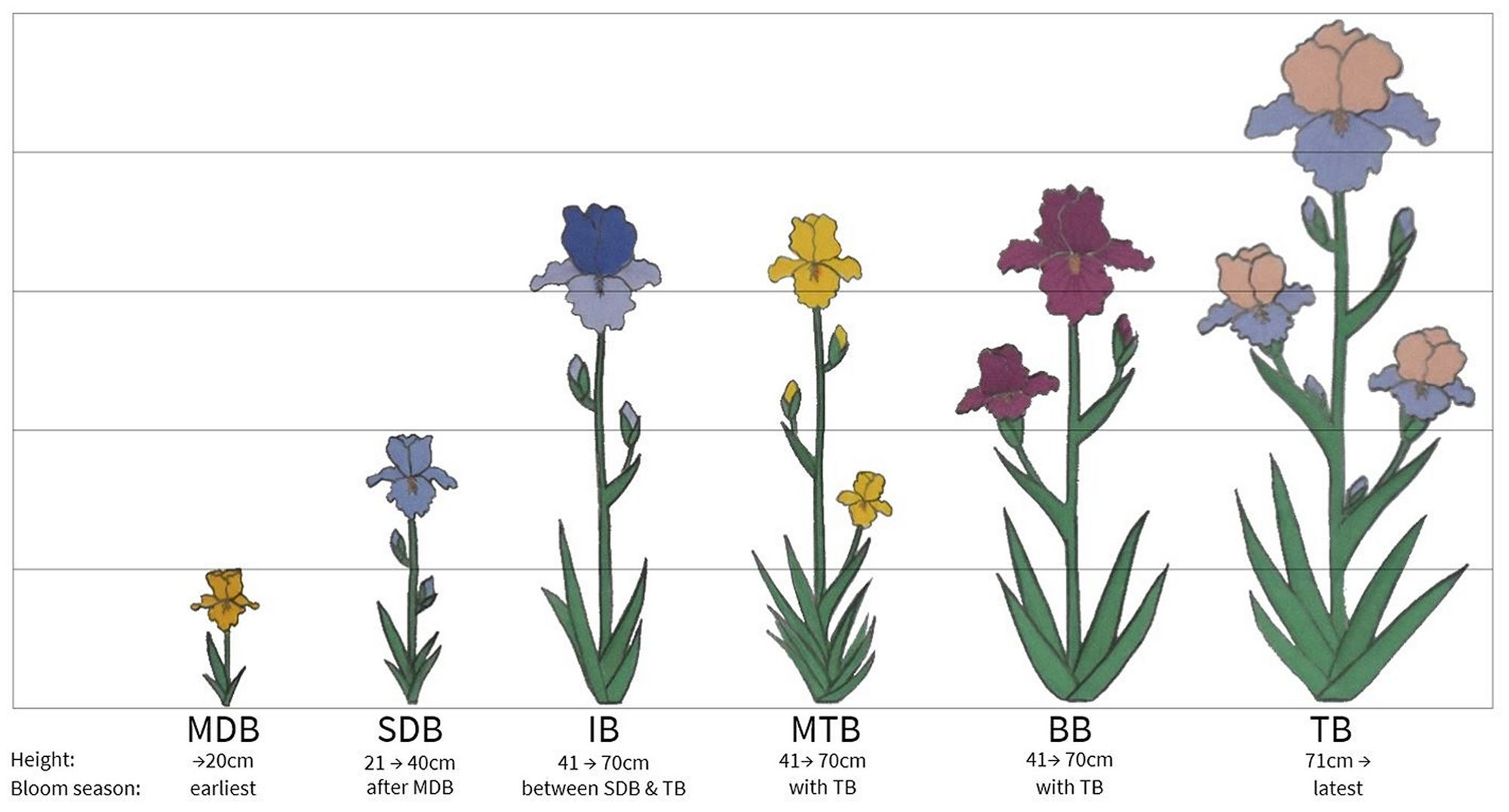 the different types of bearded iris flowers explained..