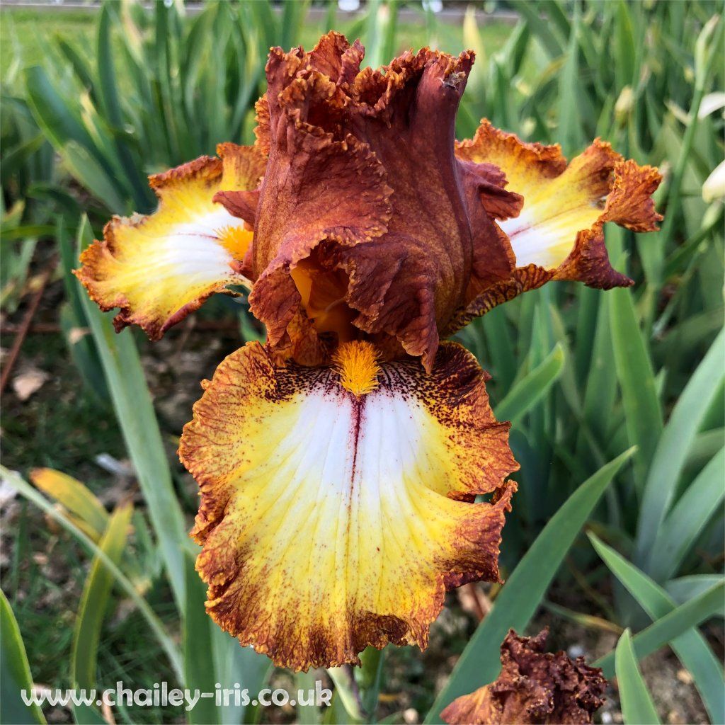 The different types of Bearded Iris flowers explained.....