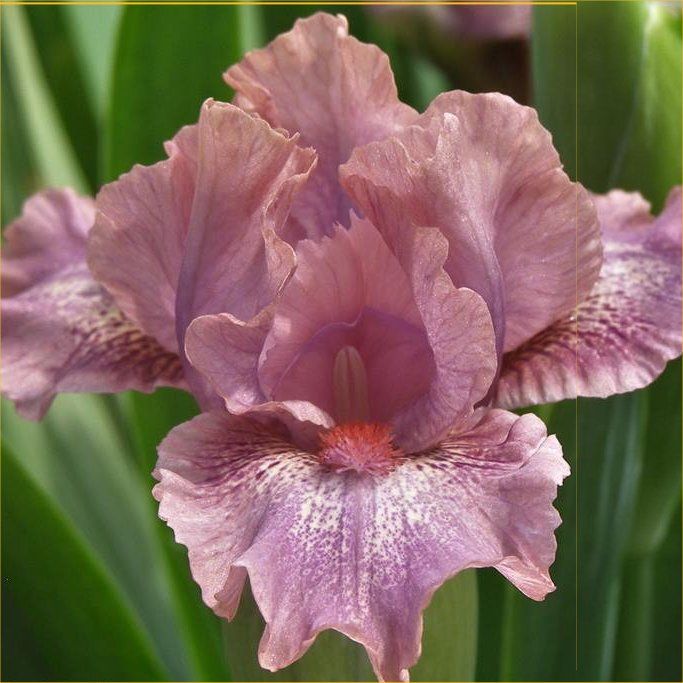The different types of Bearded Iris flowers explained.....