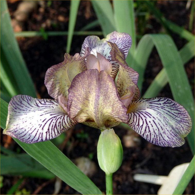 The different types of Bearded Iris flowers explained.....