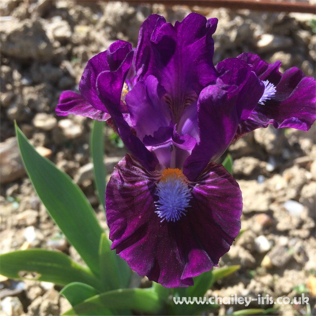 The different types of Bearded Iris flowers explained.....