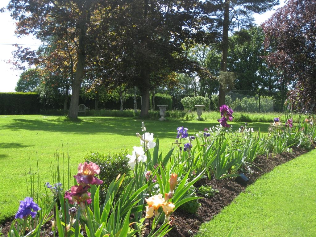 Do Bearded Iris die in your garden?