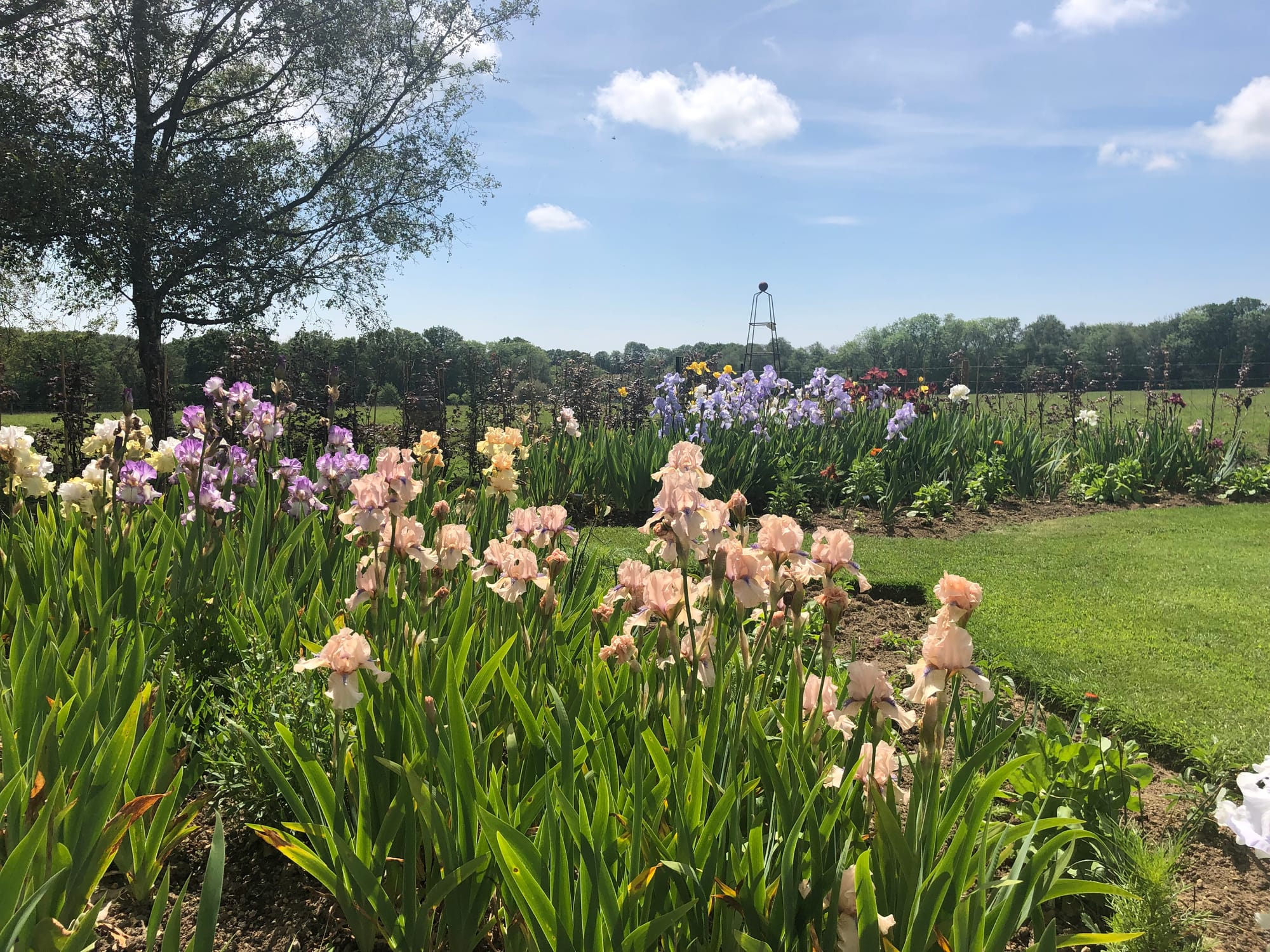 Chailey Iris Nursery