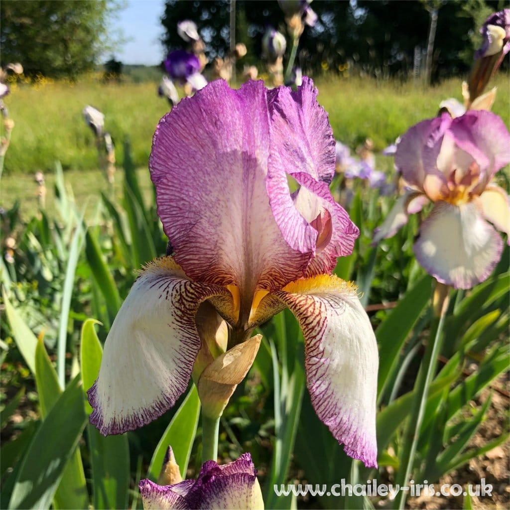 Garden Illustrated May 2025 Benton Iris Article