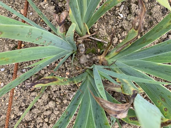 Dividing & Transplanting Irises