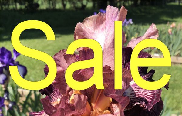 Iris Plant Sale