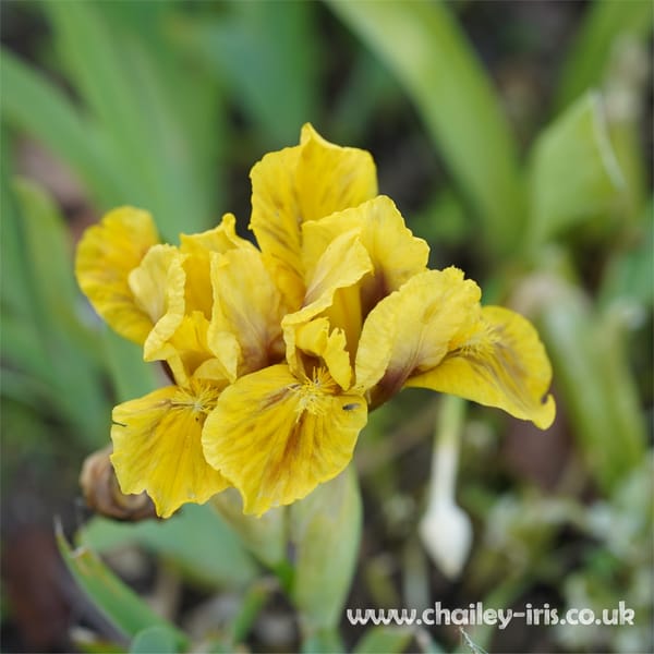 How and When do I need to fertilise my Iris?